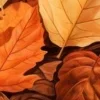 🍂