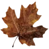 🍁