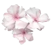 🌸