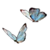 🦋