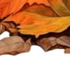 🍂