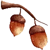 🌰
