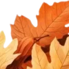 🍂