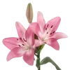 🌸