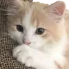 🥺