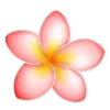 🌸