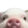 🐽