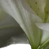 ⭐️