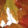 🍂