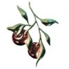 🍒