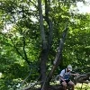 🌳
