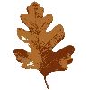 🍁
