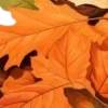 🍂