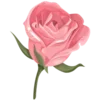 🌹