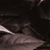 👠