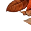 🍂