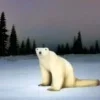 🐻