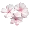 🌸