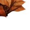🍂