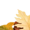 🍂