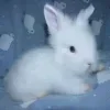 🐰