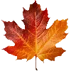 🍁