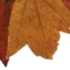 🍂