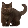 😺