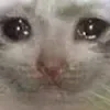 😿