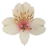 🌸
