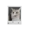 🐈