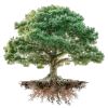 🌳
