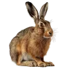 🐰