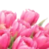 🌸