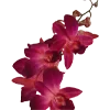 🌺