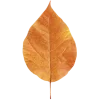 🍂