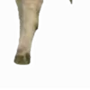 😹