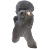 🐶
