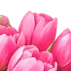 🌸