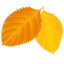 🍁