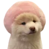 🐶