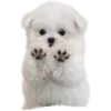 🐶