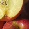 🍎