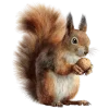 🐿