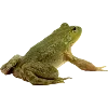 🐸