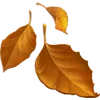 🍂