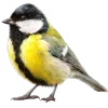 🐦‍⬛️