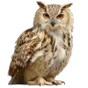 🦉