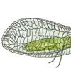 🦗