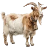 🐐